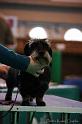 Crufts2011_2 1329